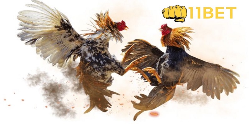 Hiểu hơn về cược đá gà thomo