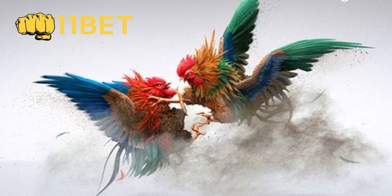 Kinh nghiệm tham gia chơi đặt cược đá gà thomo