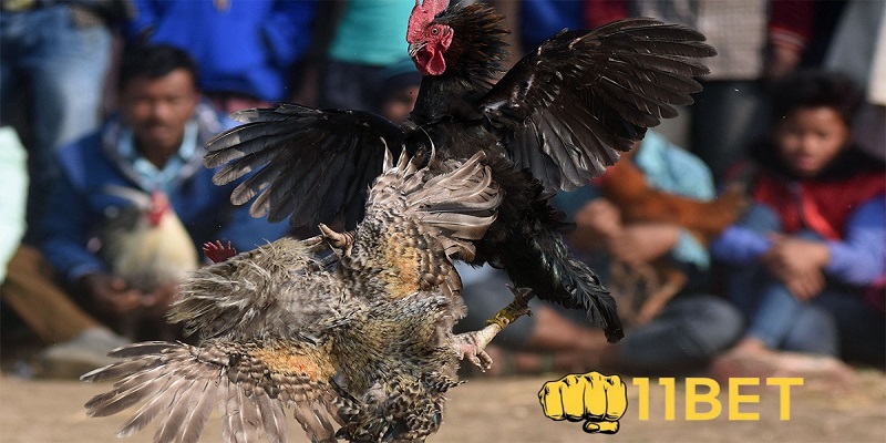 Nguyên nhân chiến kê mãi không tăng cơ cho gà
