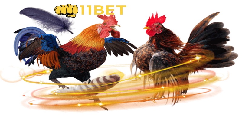 Quy định cơ bản khi đặt cược đá gà thomo