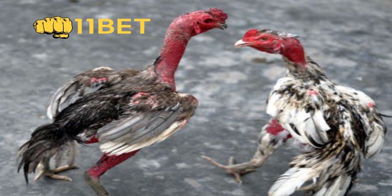 Tại sao phải biết cách tăng cơ cho gà chọi hợp lý?