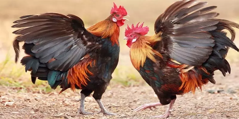 Vì sao nên tham gia cá cược đá gà Thomo 388