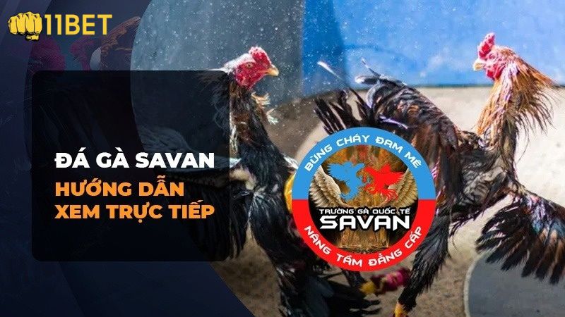 Hướng dẫn chi tiết cách xem đá gà tại Savan