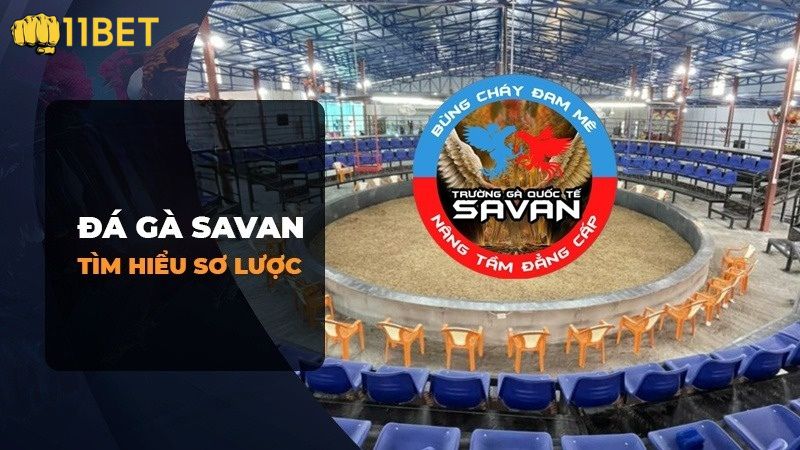 Đánh giá khách quan nhất về trường gà Savan