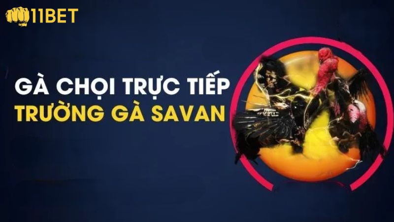 Tìm hiểu tổng quan trường gà Savan trực tiếp 