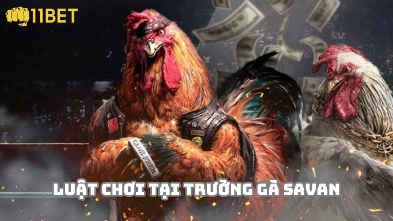 Luật lệ khi tham gia trường gà Savan trực tiếp 