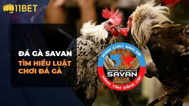Luật chơi cơ bản của đá gà Savan