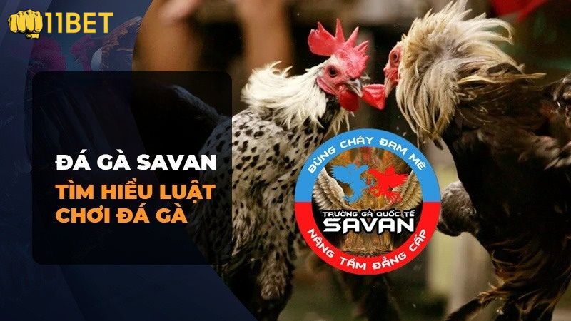 Một số quy định khi tham gia cá cược tại trường gà Savan