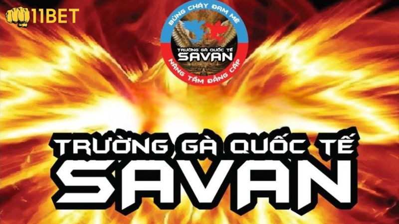 Trường gà Savan ở đâu?