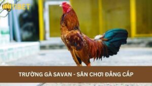 Trường gà Savan